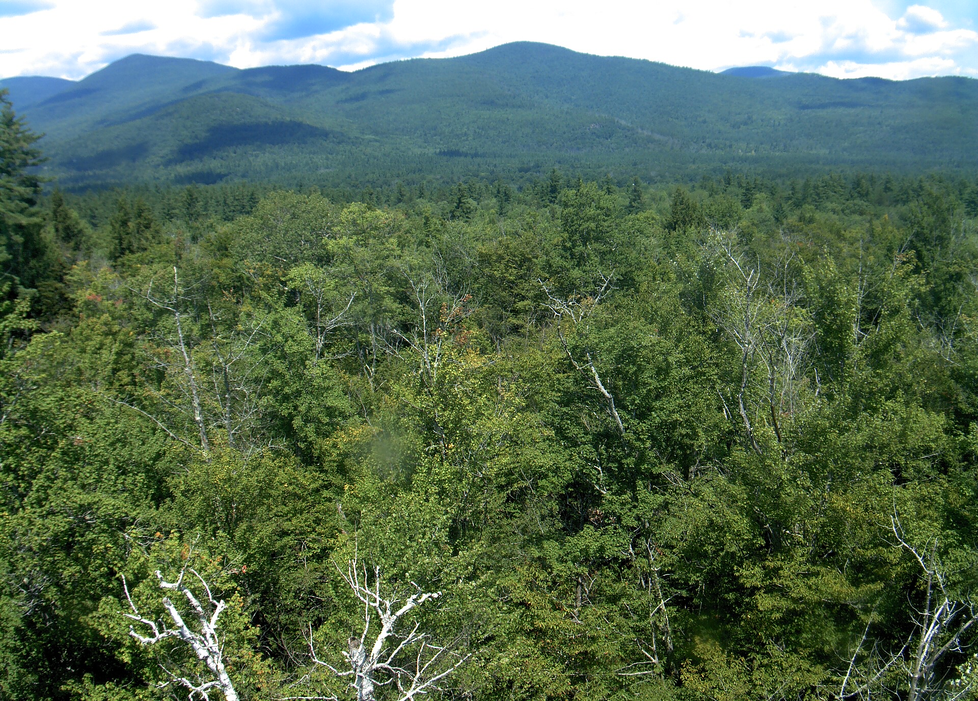 A wooded ridge rises beyond the close canopy at Bartlett Experimental Forest.