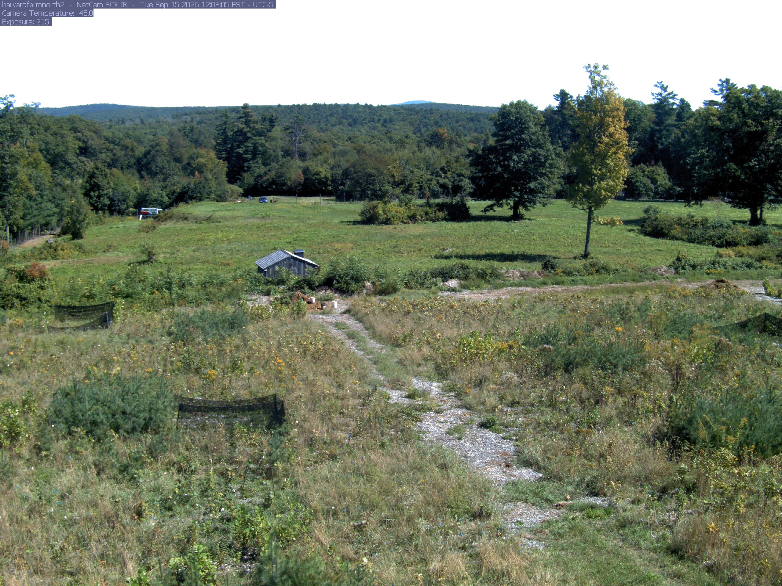 The meadow is bordered by several clearly separate deciduous trees with green, yellow, orange and red foliage. A yellow near tree shows its trunk and thinning branches; the middle-distance woodland supplies additional readable crowns.