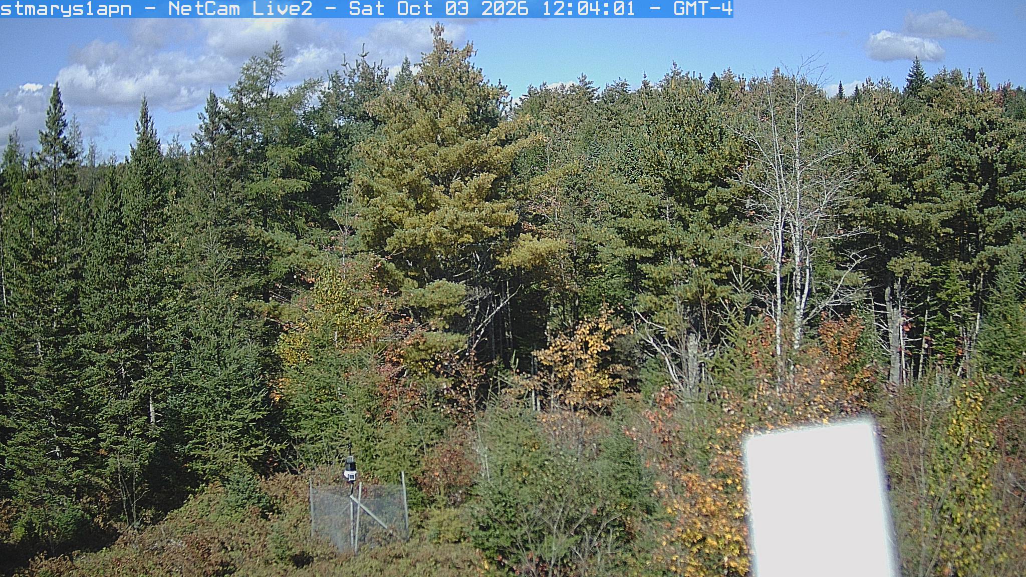 A mixed woodland edge shows mostly dark evergreen crowns with yellowing low branches and sparse reddish leaves. The nearer foliage is clear; an instrument box occupies part of the lower right.