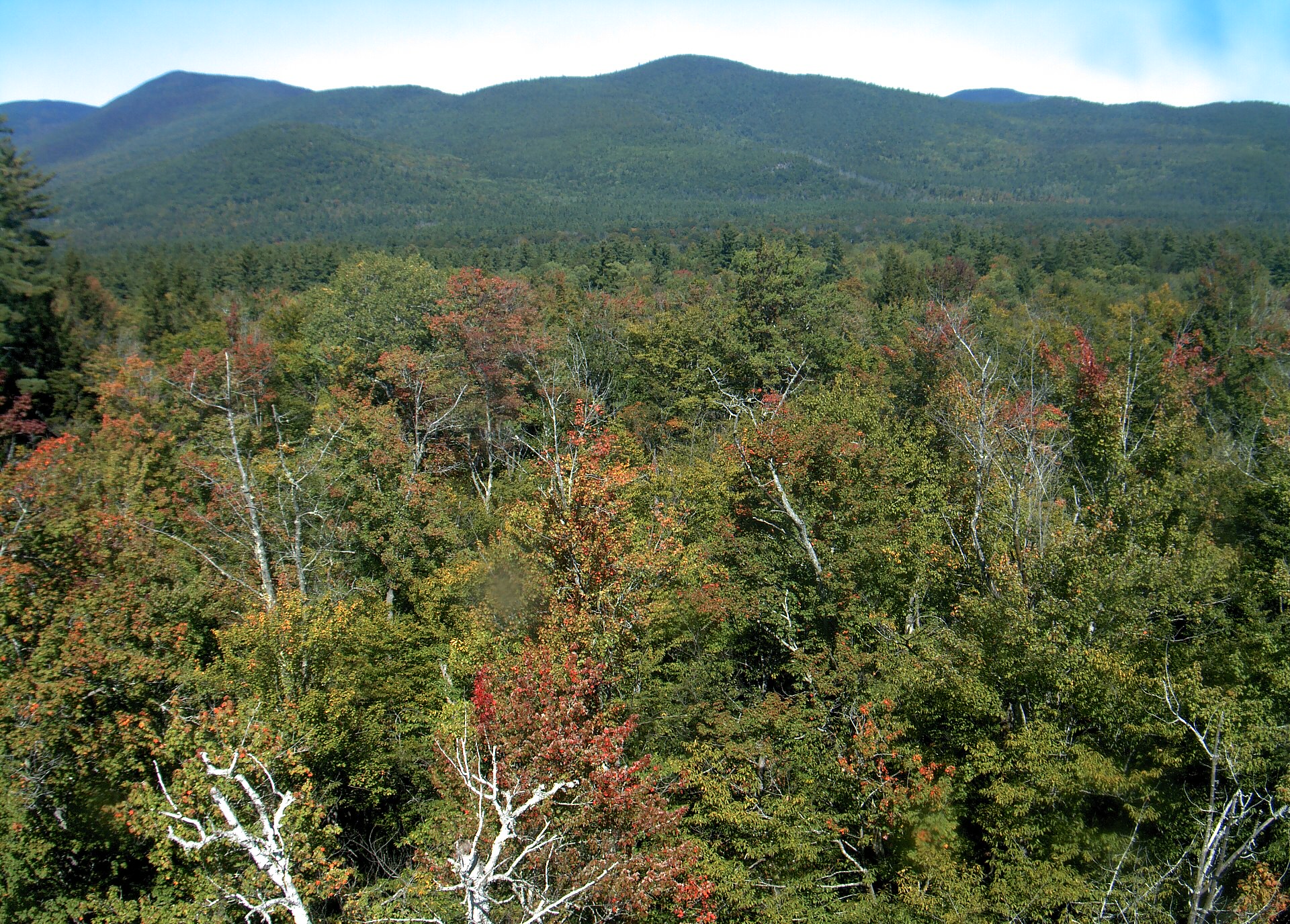 A wooded ridge rises beyond the close canopy at Bartlett Experimental Forest.