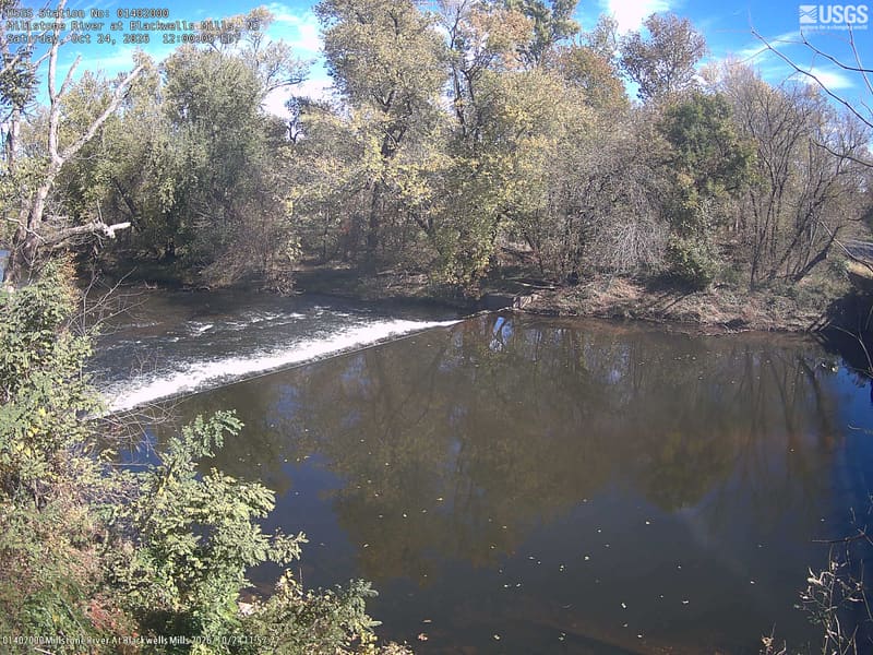 A broad wooded opposite bank and nearby branches fill the upper half and left edge around a low river barrier. Green leaves with scattered yellow and orange are readable despite flat gray light.