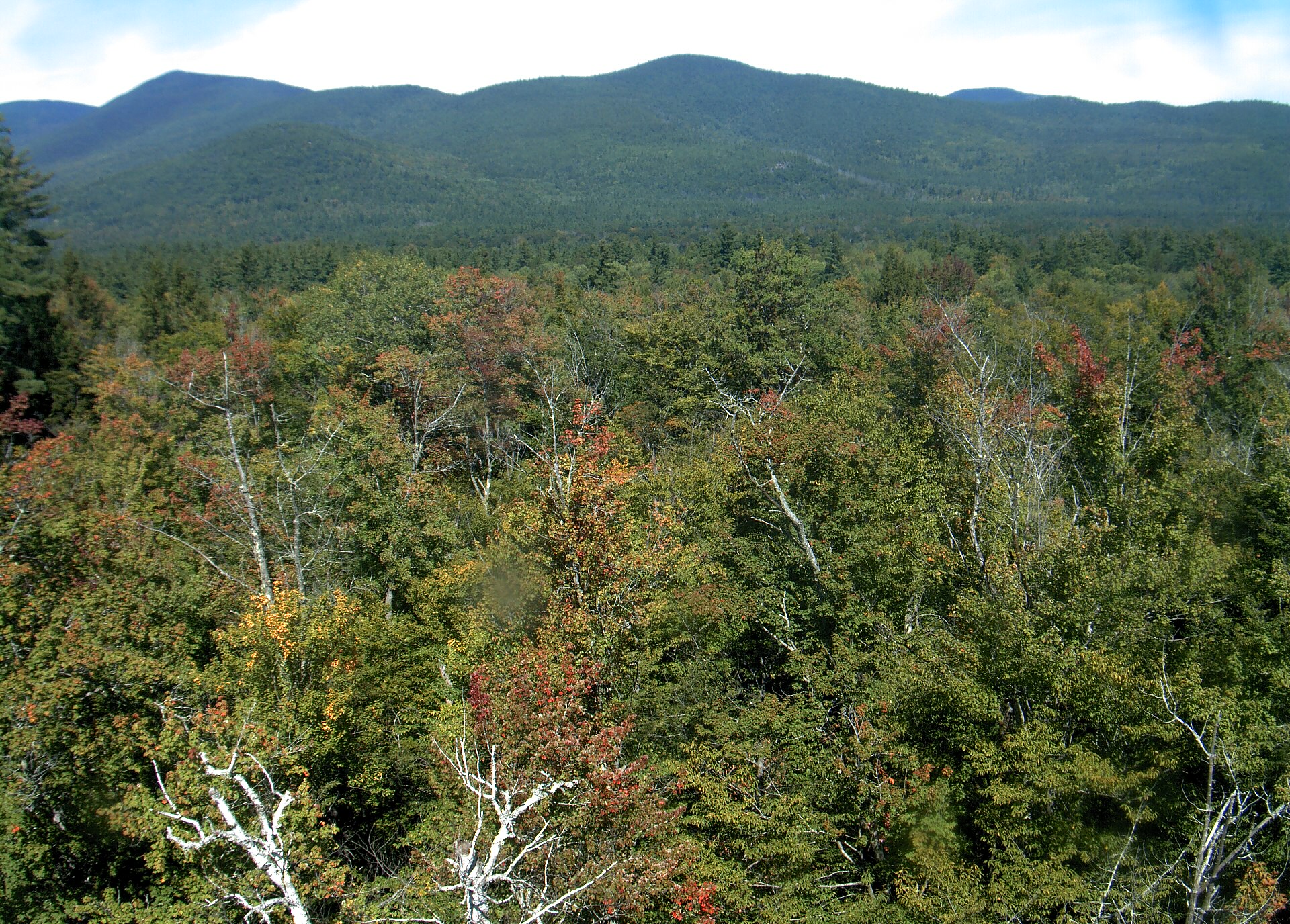 A wooded ridge rises beyond the close canopy at Bartlett Experimental Forest.