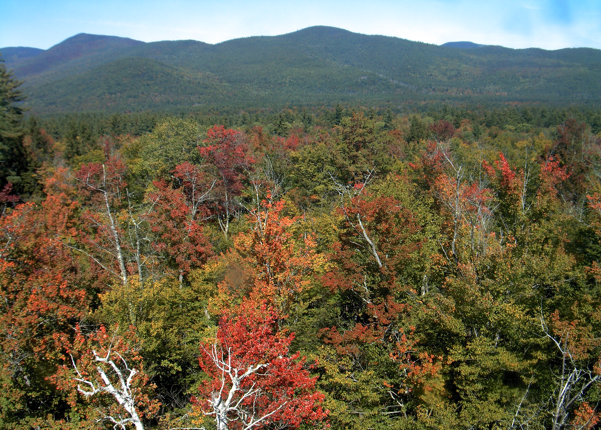 A wooded ridge rises beyond the close canopy at Bartlett Experimental Forest.