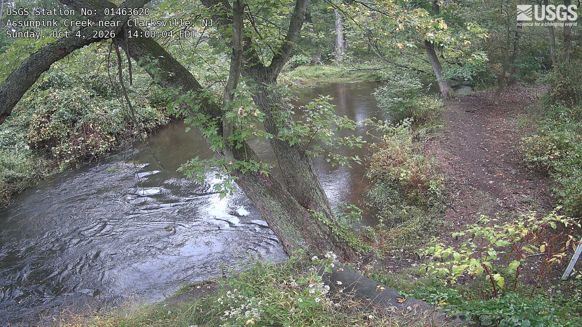 A large leaning tree frames a wooded creek and a small bank-side path. Near leaves and the surrounding understory are readable, mostly green with scattered yellow change. The view is shaded but detailed; the path is scenery, not a verified public route.