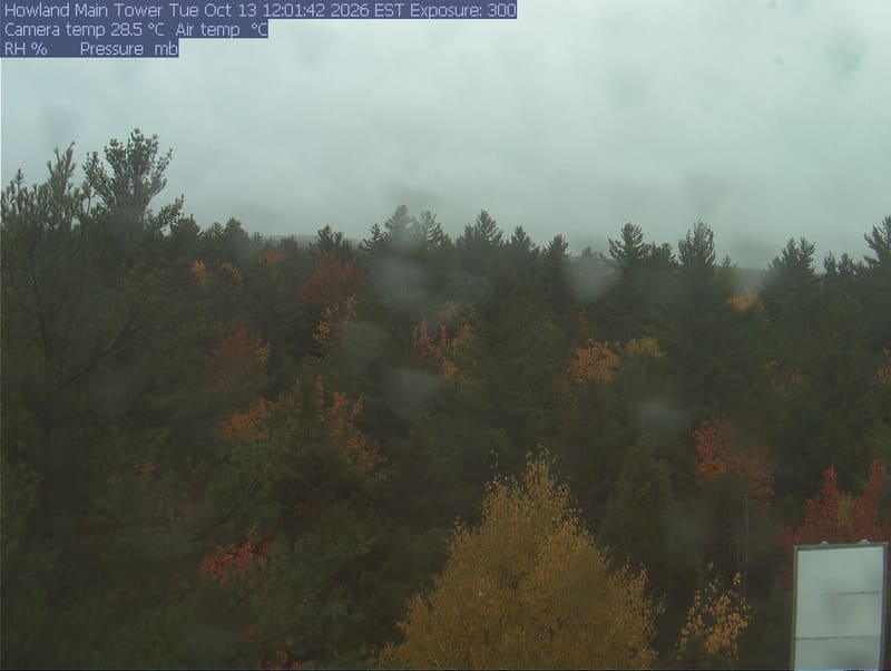 A broad treetop scene with evergreen crowns and scattered red, orange and yellow broadleaf crowns. Near foliage is readable; there is modest softness at the left edge and normal crown shadows. No apparent wet-lens obstruction or direct glare.