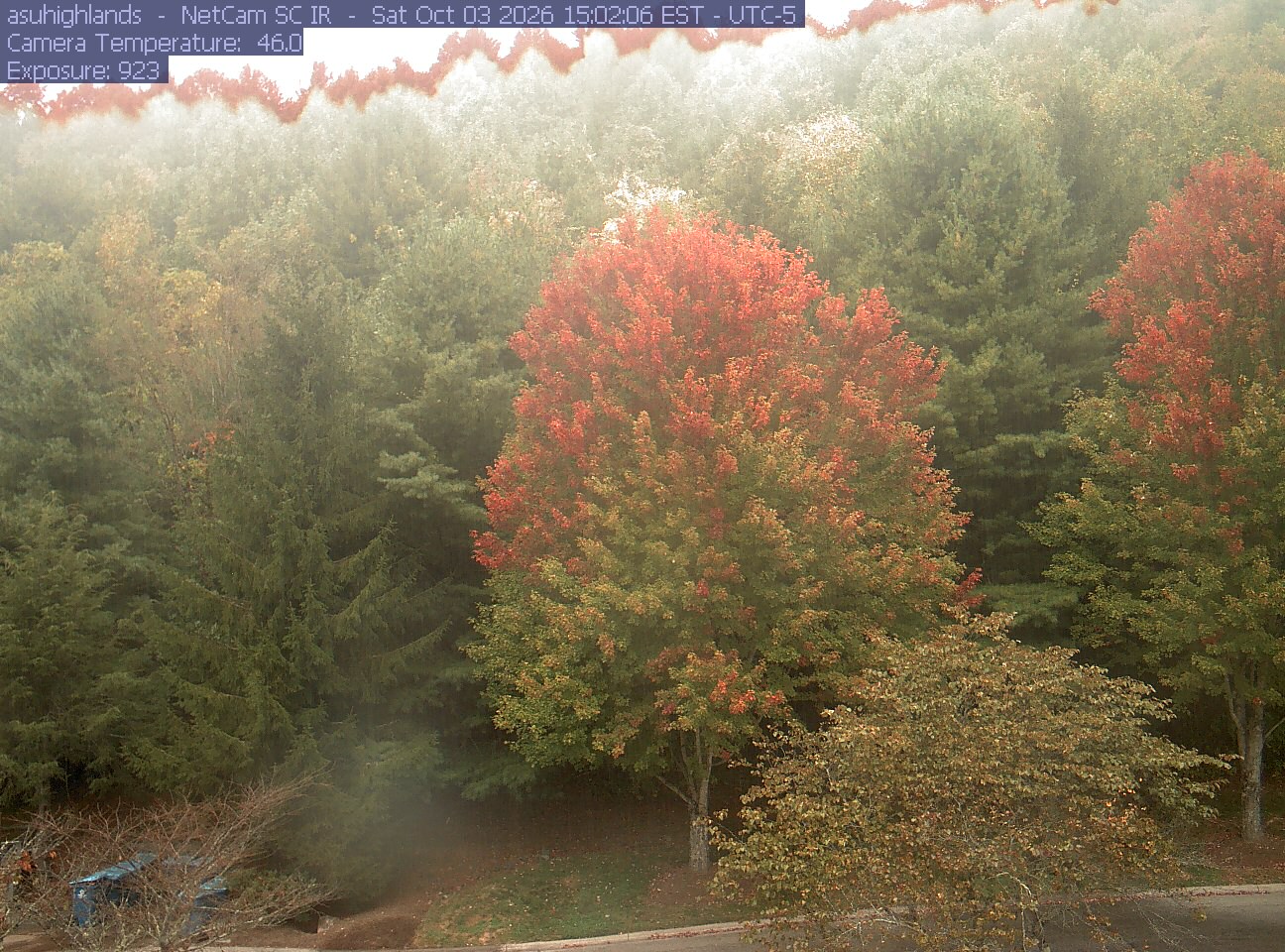 A prominent red-orange tree stands above a road against a green wooded slope. The later light makes the colored crown and its lower leaves readable despite a bright band across the upper slope.