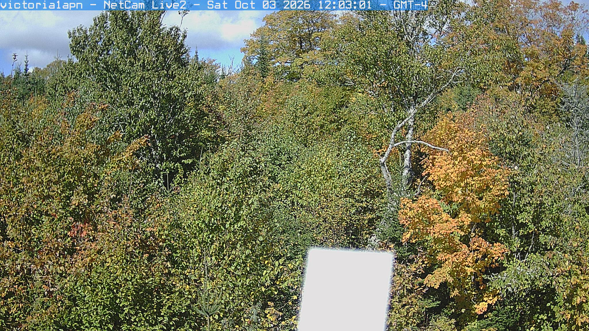 Close woodland crowns show abundant green leaves and a distinct yellow-orange tree at the right. Branch texture is readable across most of the frame, with a bright instrument box covering part of the lower center.