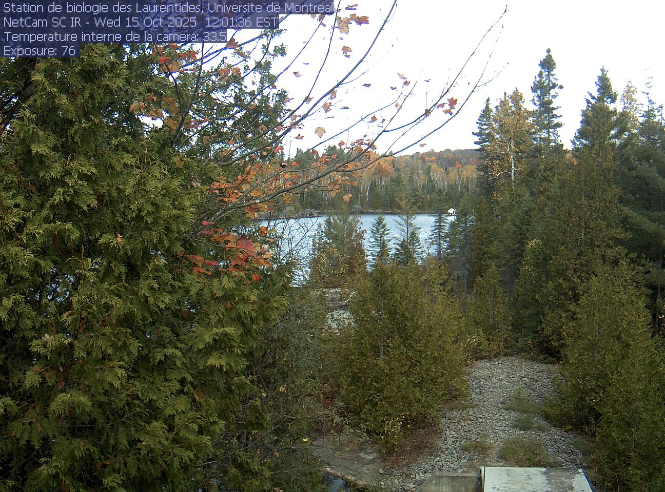 A broadleaf branch overhangs the top of the view between tall conifers, with a lake and its far shore beyond. Gravel and the corner of a small structure at the bottom show the research setting.