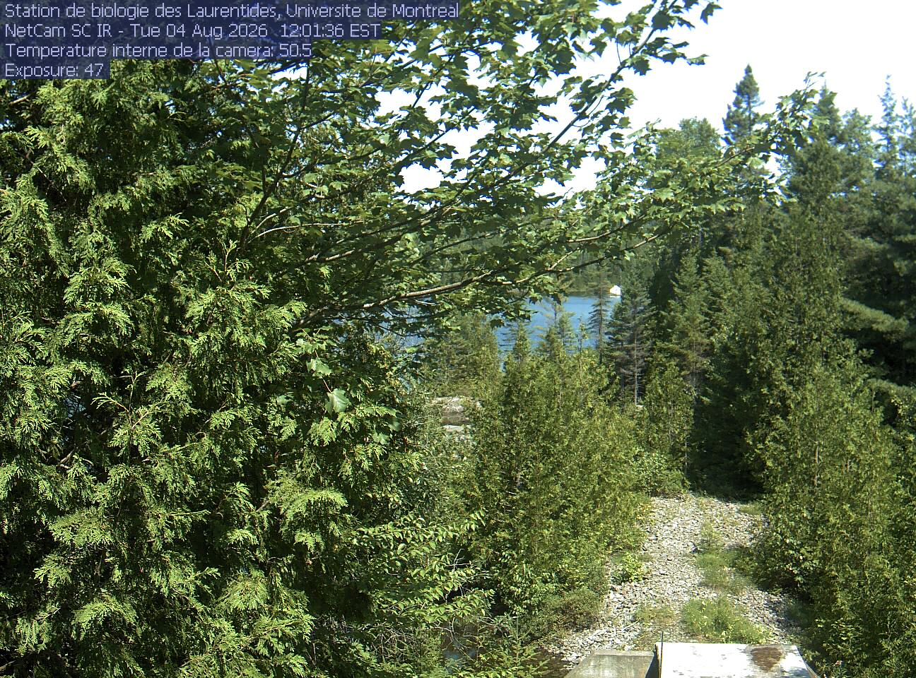 A broadleaf branch overhangs the top of the view between tall conifers, with a lake and its far shore beyond. Gravel and the corner of a small structure at the bottom show the research setting.