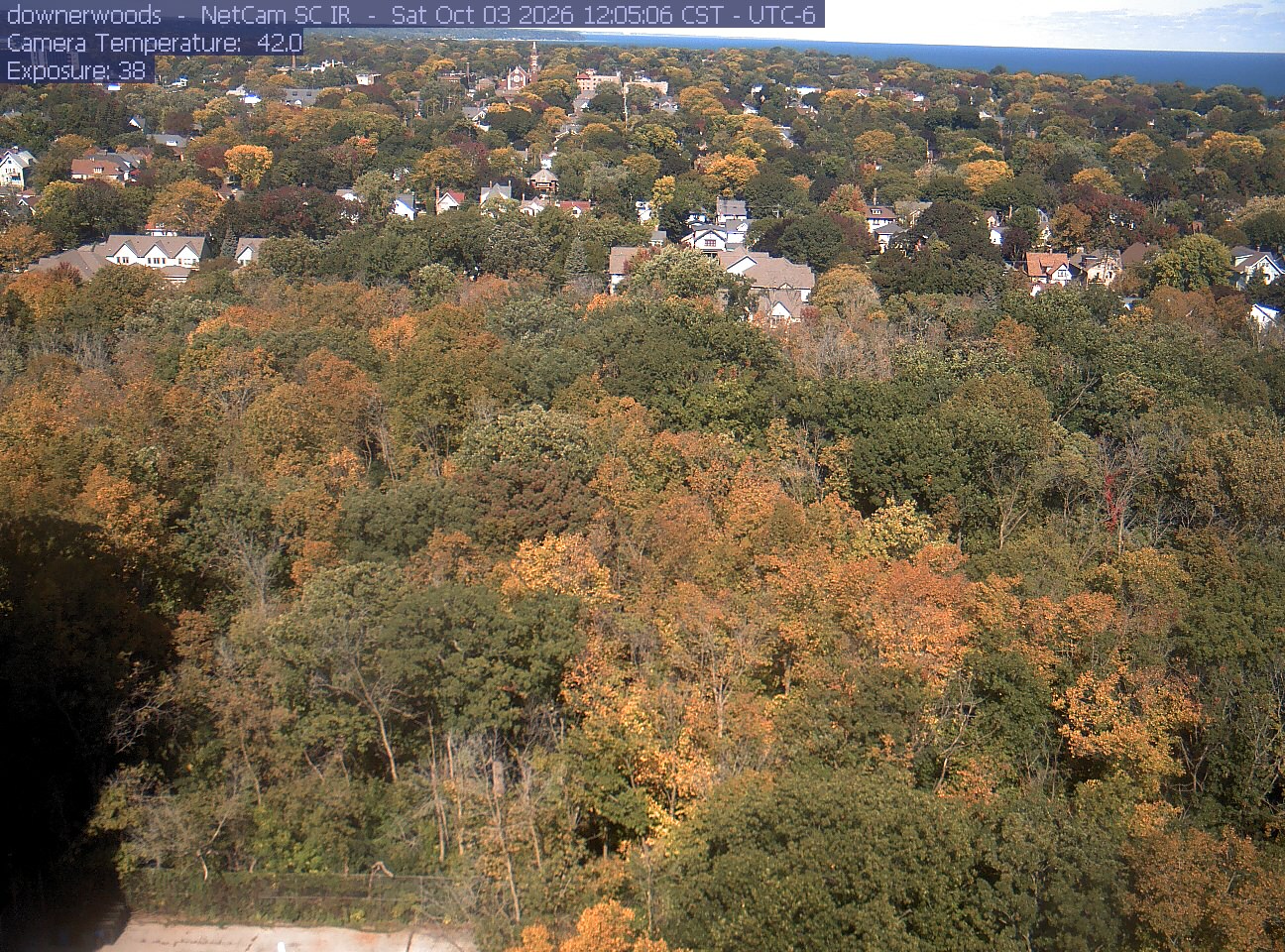 An orange-yellow and green urban woodland canopy opens toward neighborhood rooftops and distant blue lake water. Both nearby crowns and the wider neighborhood trees are clear.