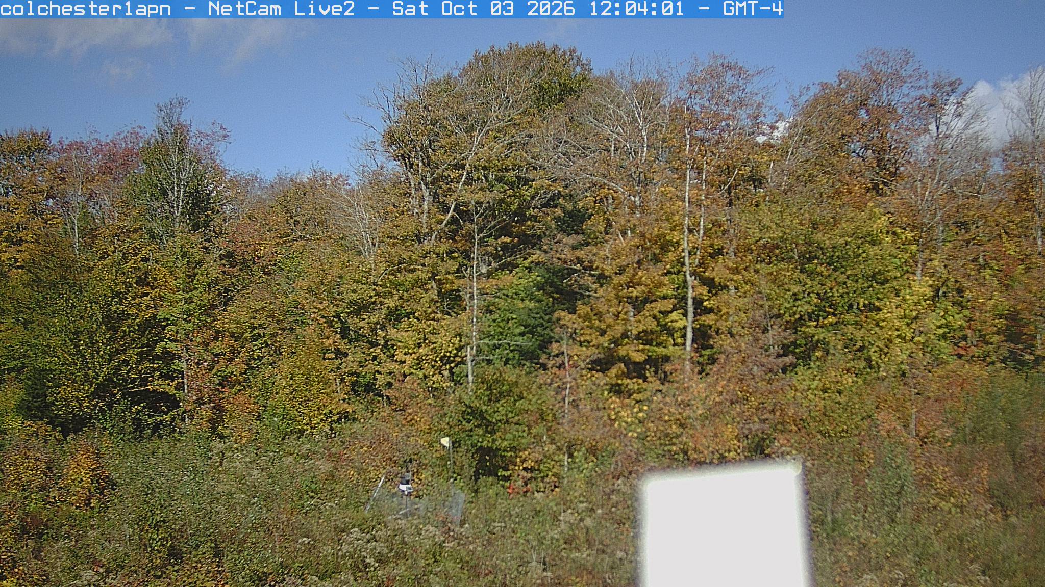 A close mixed woodland wall shows yellow-green and bronze leaves, bare upper branches and darker evergreen crowns. Foliage is broadly clear; a white piece of equipment obscures a small lower part.