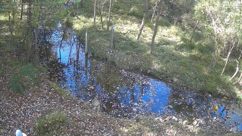 A narrow woodland brook reflecting slender trunks; scattered yellow leaves float on the water and cover banks beneath mostly green understory.