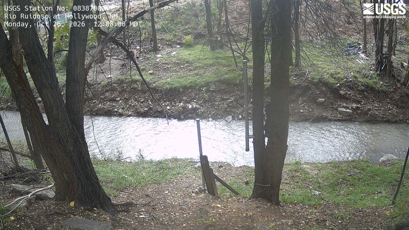 Tall dark trunks stand around a creek, with green grass and a few low leafy plants along the banks.