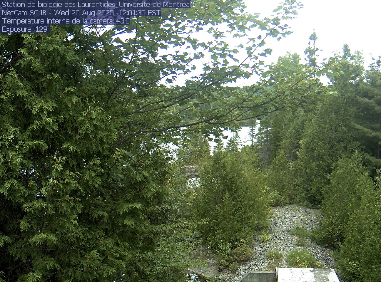 A broadleaf branch overhangs the top of the view between tall conifers, with a lake and its far shore beyond. Gravel and the corner of a small structure at the bottom show the research setting.