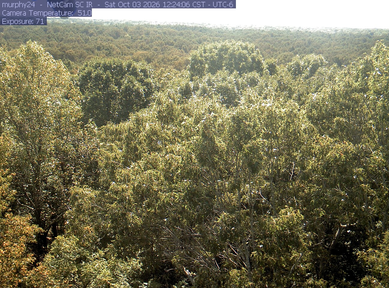 A dense wetland woodland canopy shows mostly green foliage with yellow-bronze patches. Near crowns are readable beneath bright backlight, with bare branches visible through some trees.