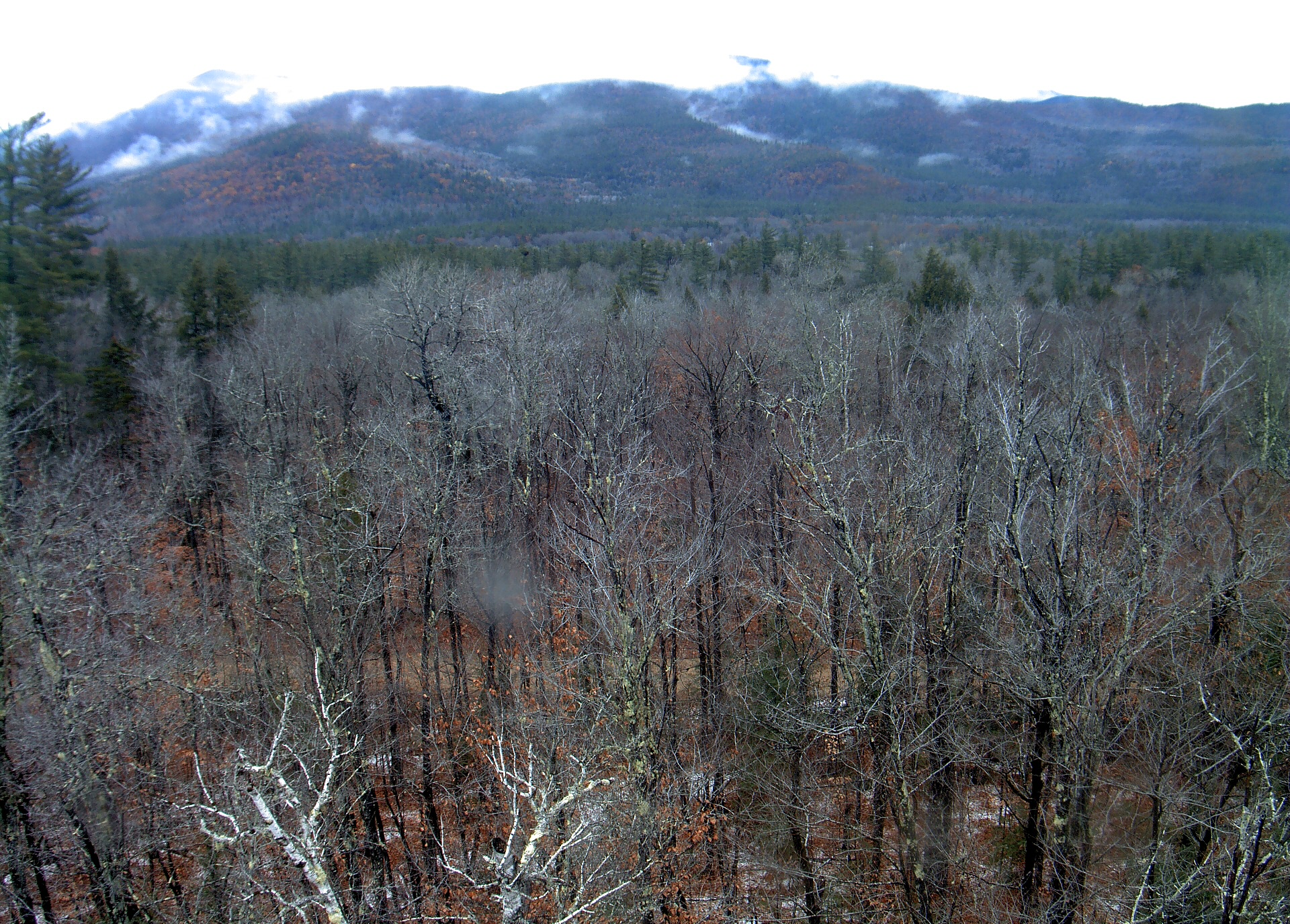 A wooded ridge rises beyond the close canopy at Bartlett Experimental Forest.