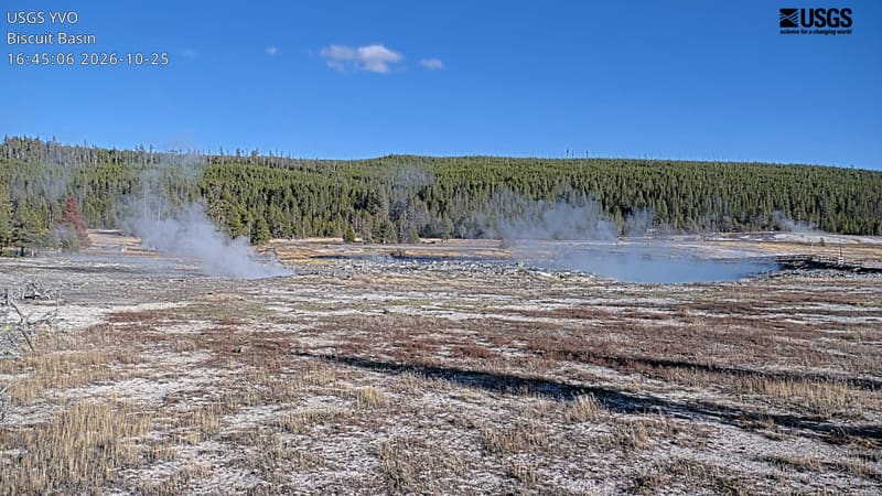 Steam rises from Biscuit Basin’s hot springs across pale ground, with a forested ridge behind.