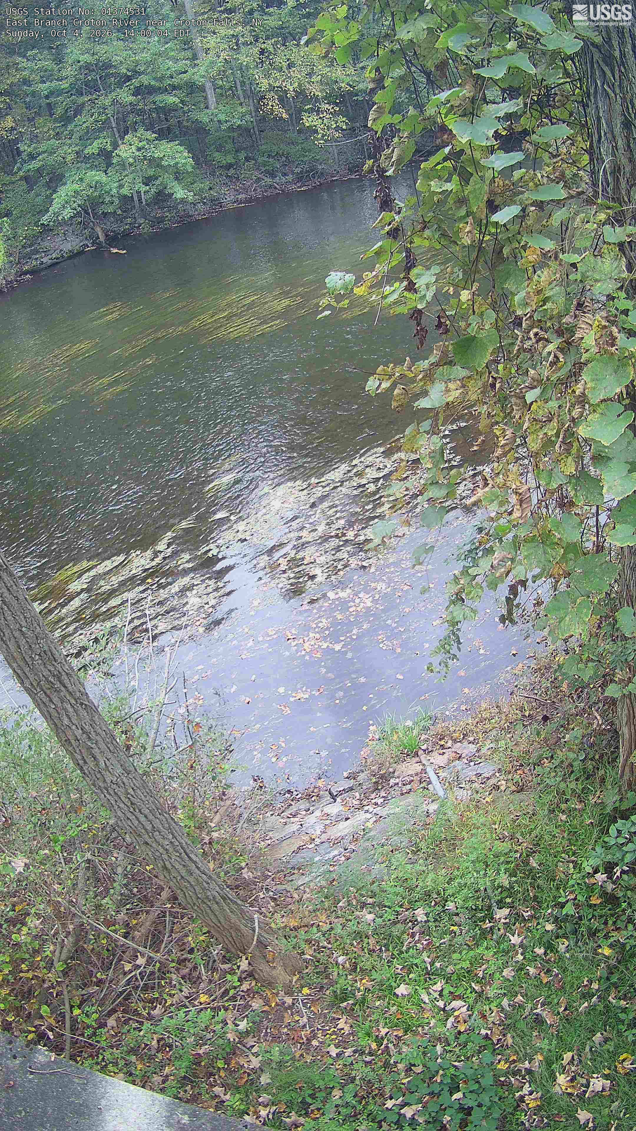 A wooded pool with broad green far-bank trees, yellowing vine leaves and close leafy branches along the right edge. The portrait view shows a local patch of woodland. Water fills much of the lower frame, and a few close leaves are dry brown.