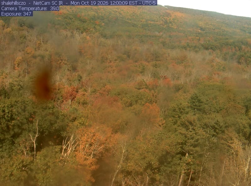Broad wooded hillside with green, yellow and orange crowns. Readable overall woodland change, with poor fine color detail.