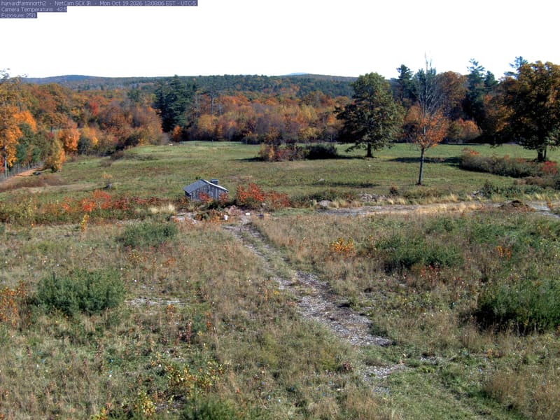 The meadow is bordered by several clearly separate deciduous trees with green, yellow, orange and red foliage. A yellow near tree shows its trunk and thinning branches; the middle-distance woodland supplies additional readable crowns.