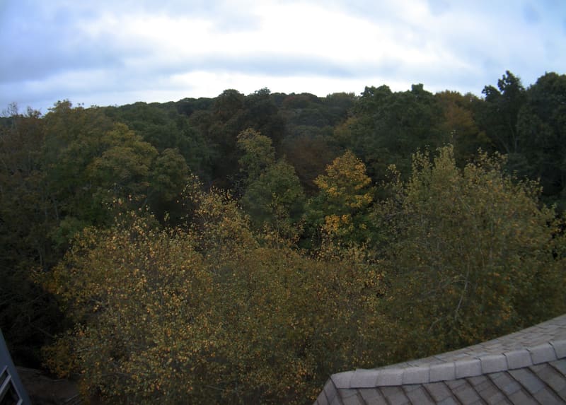 A broad woodland canopy viewed over a building roof, with mostly green crowns and scattered yellow/orange near leaves. Strong sunlight produces dark canopy gaps and slight right-edge softness, but substantial foliage is readable. No apparent wet lens or direct glare.