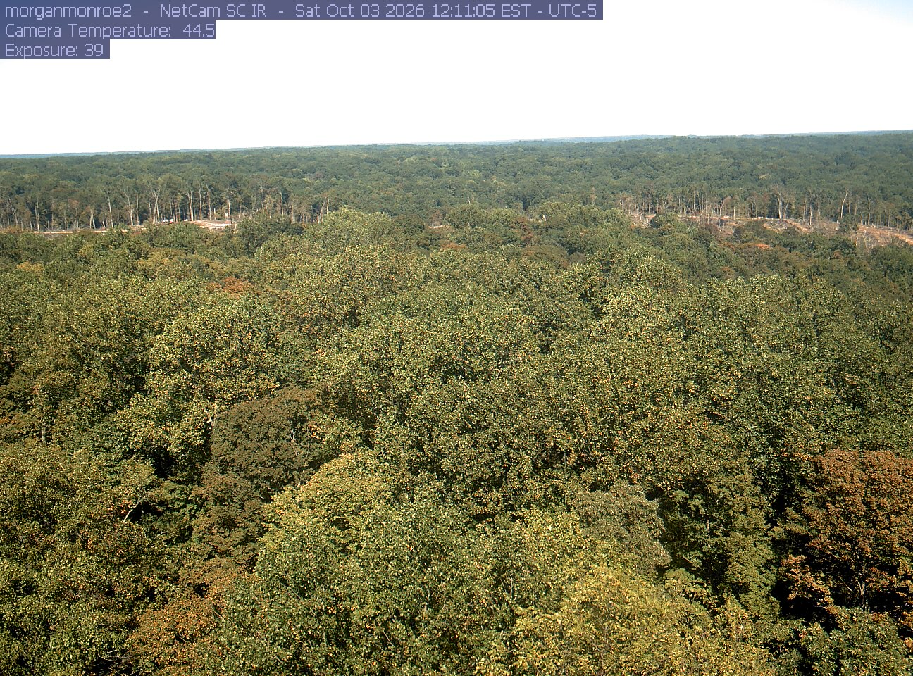 A broad forest canopy runs to a level horizon. Near crowns show olive, gold and rusty patches, with individual crowns clearly visible; the alternative camera avoids the first camera's defocus.