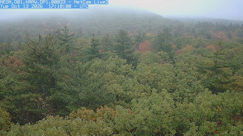 An uninterrupted canopy fills the foreground and hill, with individual green, yellowing and russet crowns visible among a few tall conifers.