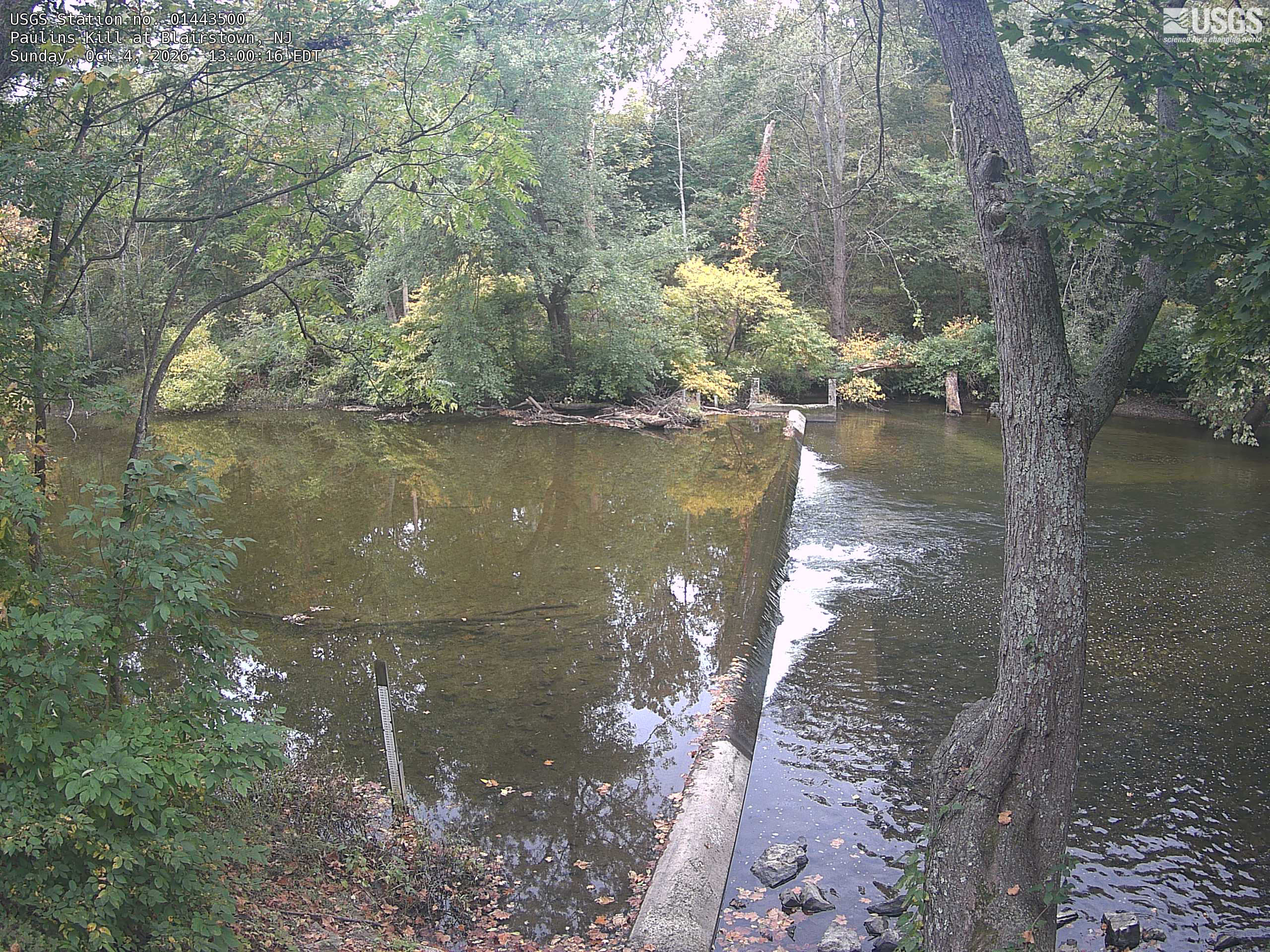 A clear woodland river scene with nearby trunks, hanging green/yellow leaves and scattered bright yellow/orange shrubs across the water. Trees surround the small river barrier and occupy much of the image.