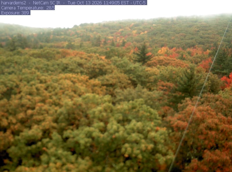 An almost continuous wooded slope fills the frame, with distinct orange and red crowns among green trees across the upper hillside.
