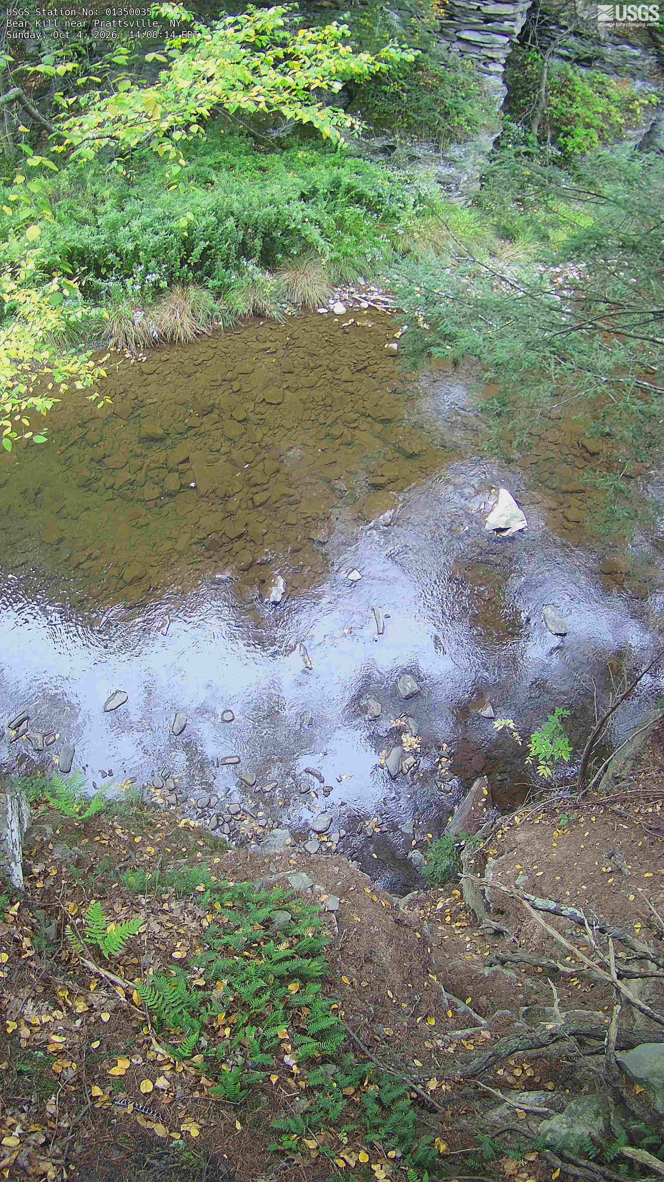 A clear shallow rocky creek beneath green-yellow overhanging branches, fern-covered banks and layered stone.