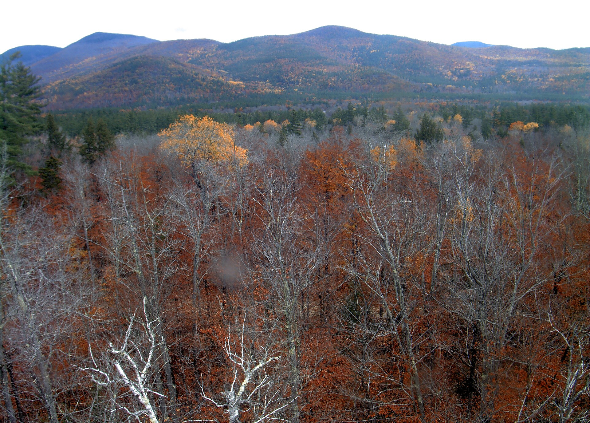A wooded ridge rises beyond the close canopy at Bartlett Experimental Forest.