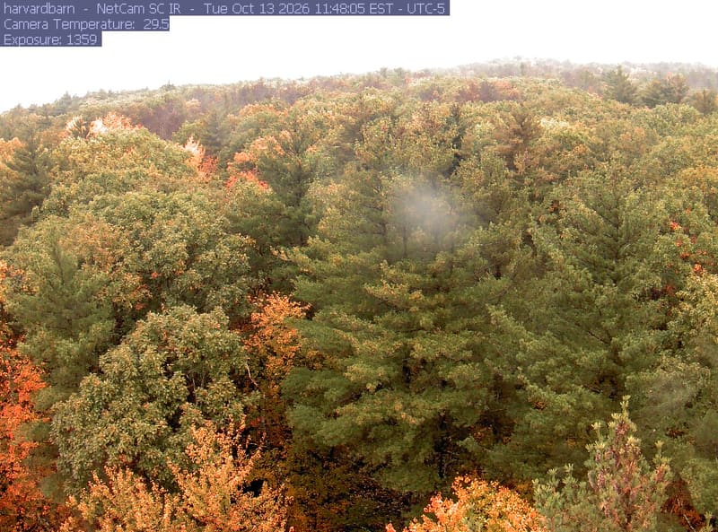 A continuous canopy fills the hillside, with green, gold and orange broadleaf crowns clearly visible among tall conifers. A pale blurred spot near the centre obscures a small patch; most crowns remain readable.