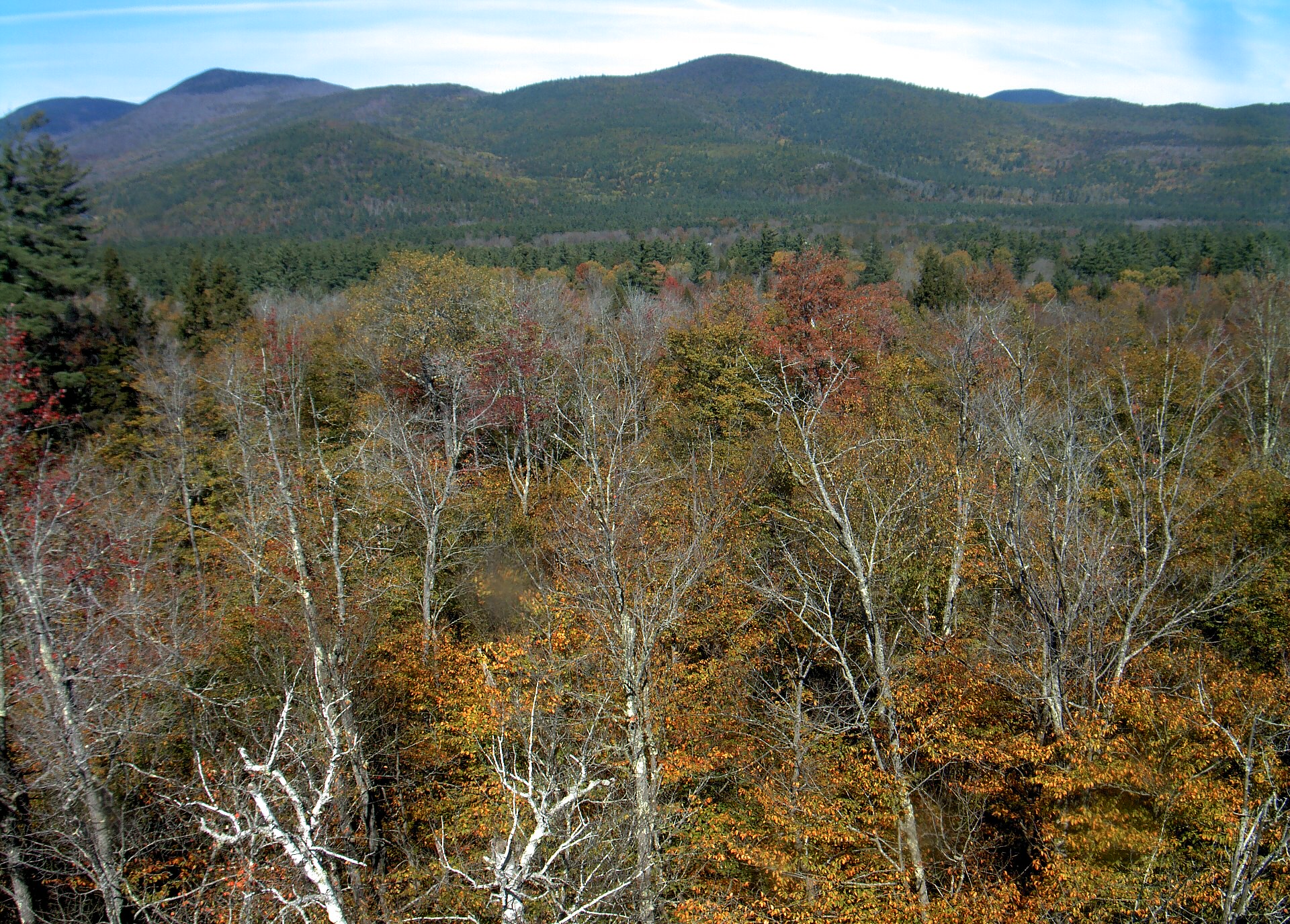 A wooded ridge rises beyond the close canopy at Bartlett Experimental Forest.