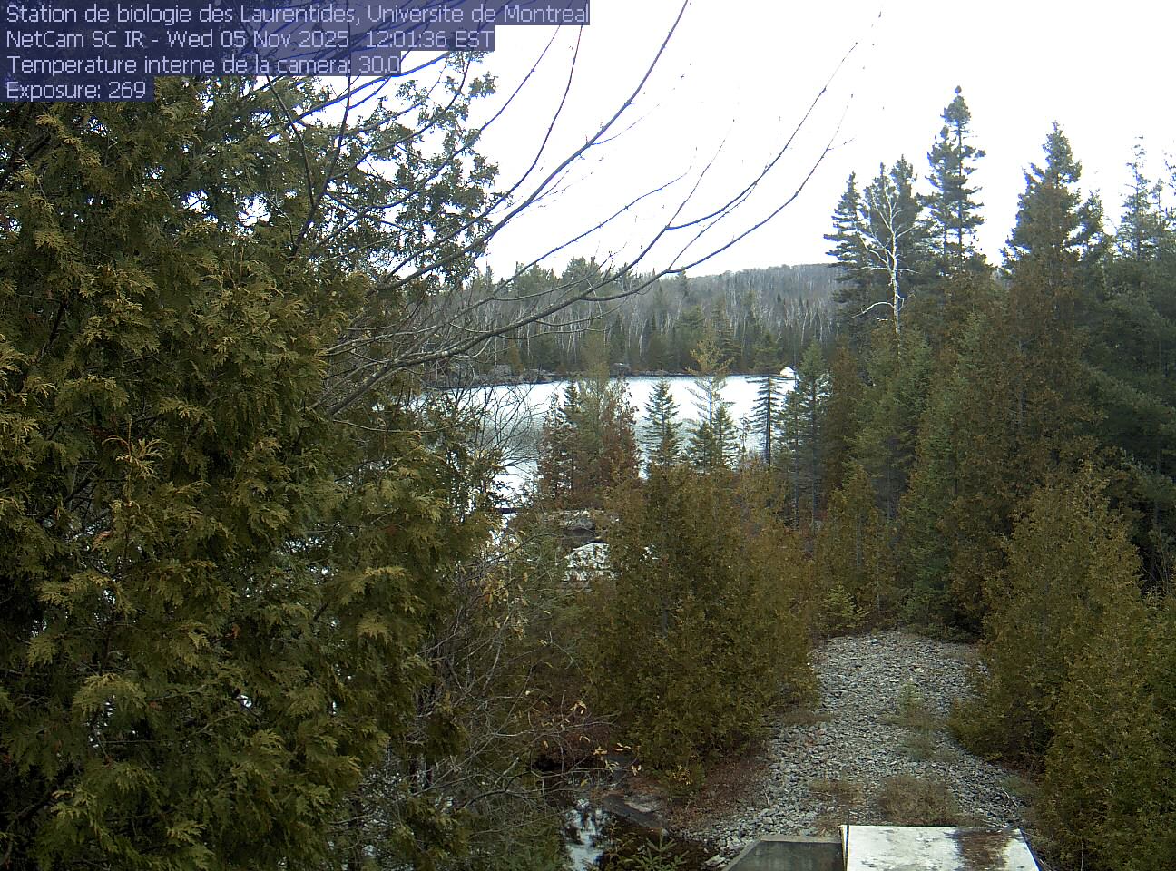A broadleaf branch overhangs the top of the view between tall conifers, with a lake and its far shore beyond. Gravel and the corner of a small structure at the bottom show the research setting.