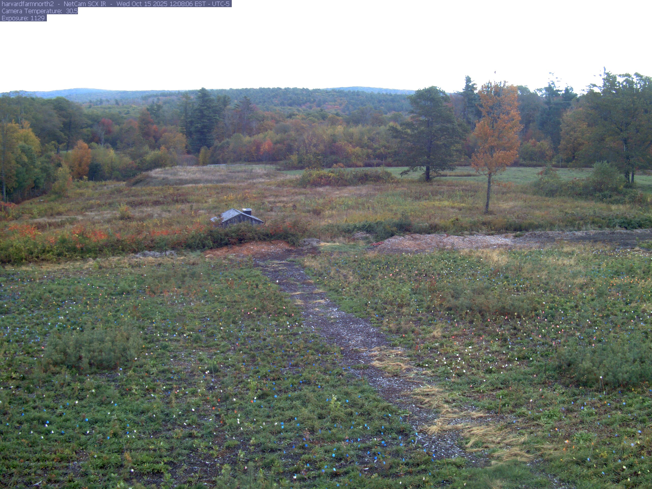 The meadow is bordered by several clearly separate deciduous trees with green, yellow, orange and red foliage. A yellow near tree shows its trunk and thinning branches; the middle-distance woodland supplies additional readable crowns.