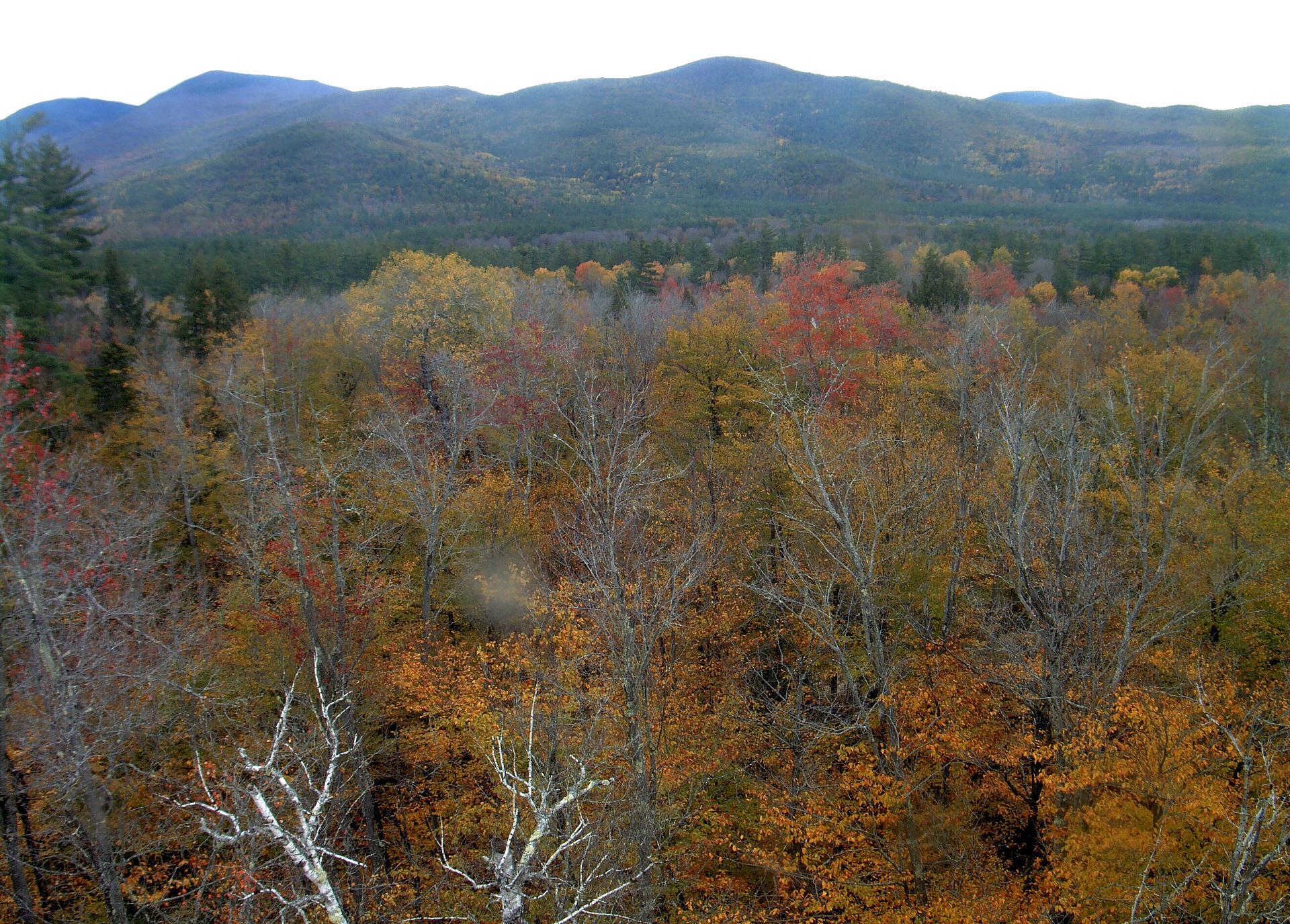 A wooded ridge rises beyond the close canopy at Bartlett Experimental Forest.
