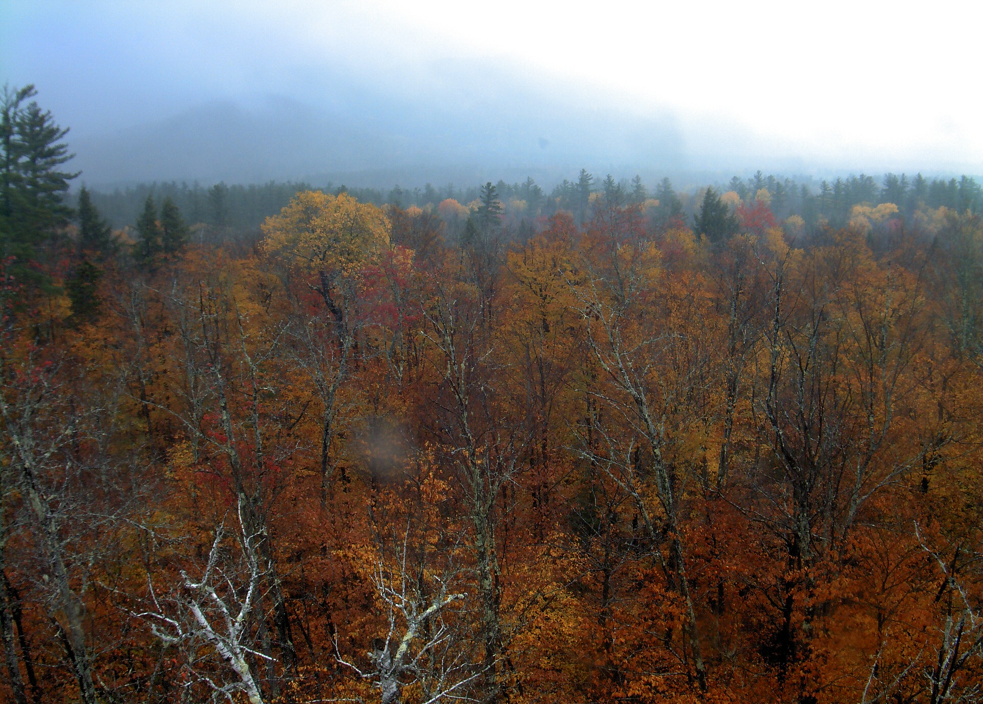A wooded ridge rises beyond the close canopy at Bartlett Experimental Forest.