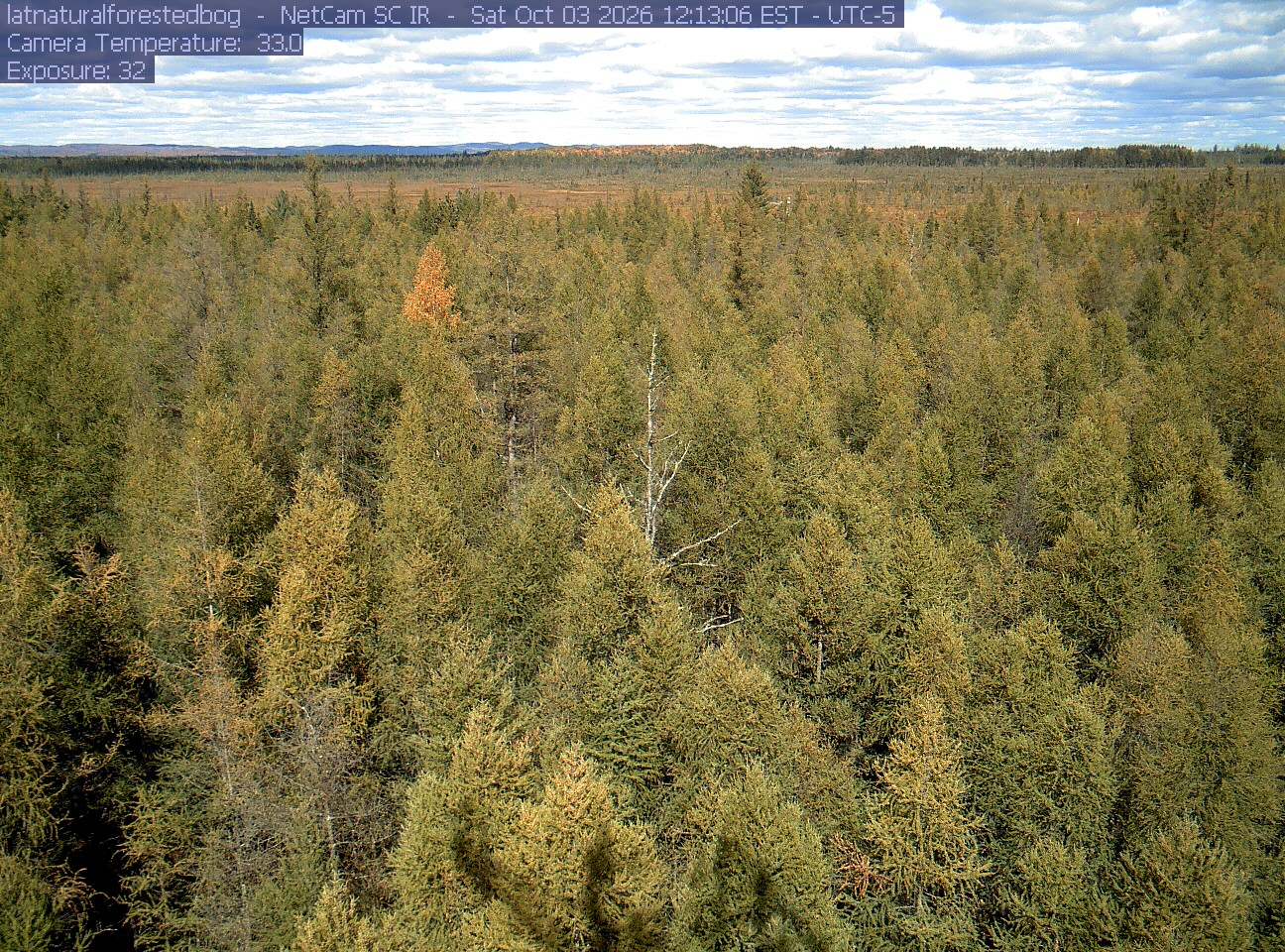 A broad forested bog stretches beneath textured clouds. Needle-shaped crowns are mostly green and olive, with yellowing trees and one vivid orange patch; distant woodland is visible across the horizon.