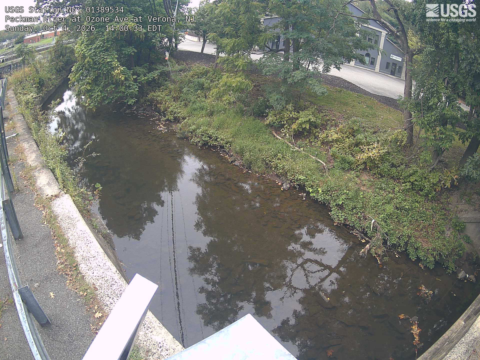 A small urban stream runs beside a bank of readable trees, vines and shrubs, mostly green with some yellow leaves. Houses and pavement are visible beyond the bank.