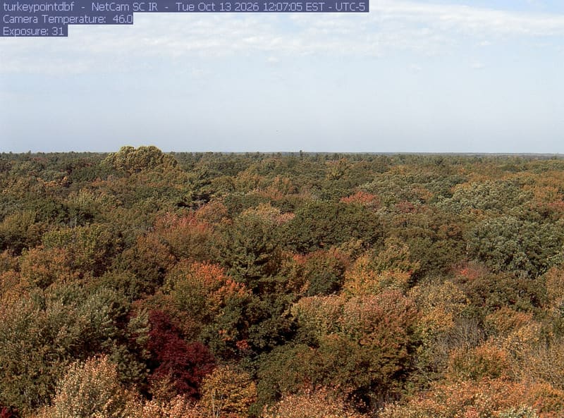 An extensive, clear woodland canopy runs to a low horizon beneath clouds. Most crowns remain green, with scattered yellow and rust-red patches, especially near the bottom edge.