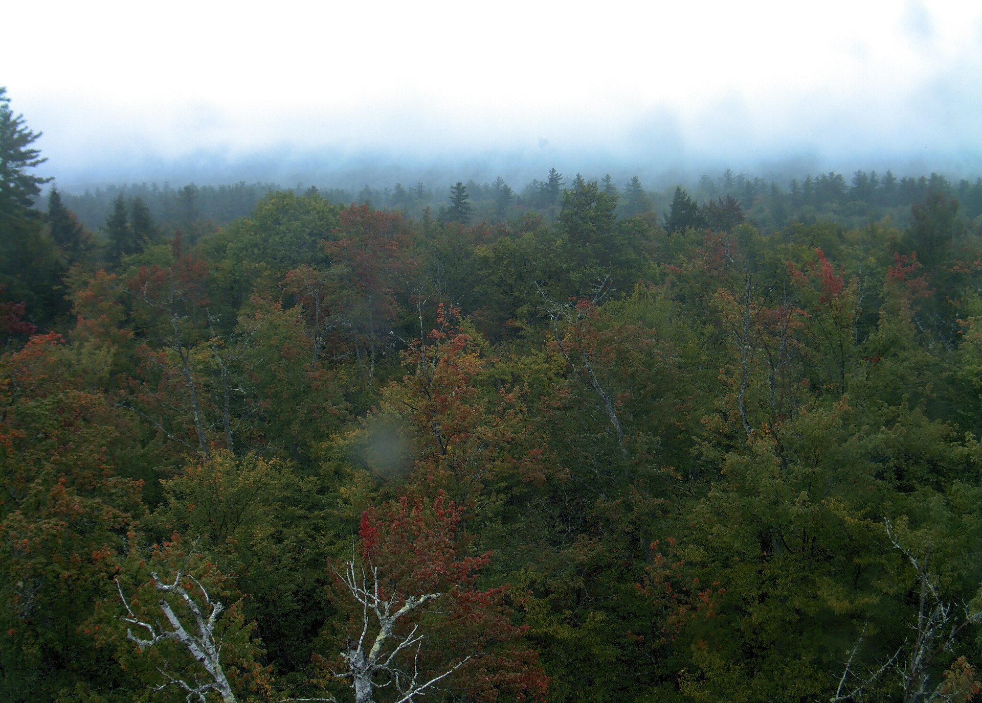 A wooded ridge rises beyond the close canopy at Bartlett Experimental Forest.
