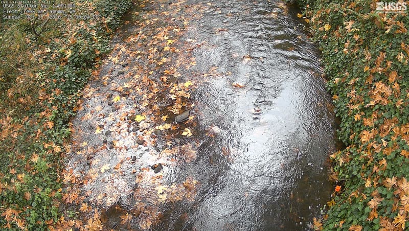 Flett Creek runs between banks thick with fallen yellow and brown maple leaves.