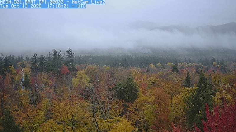 Autumn crowns fill the foreground beneath an unbroken wooded mountain ridge, with yellow and red leaves clearly visible among dark conifers.