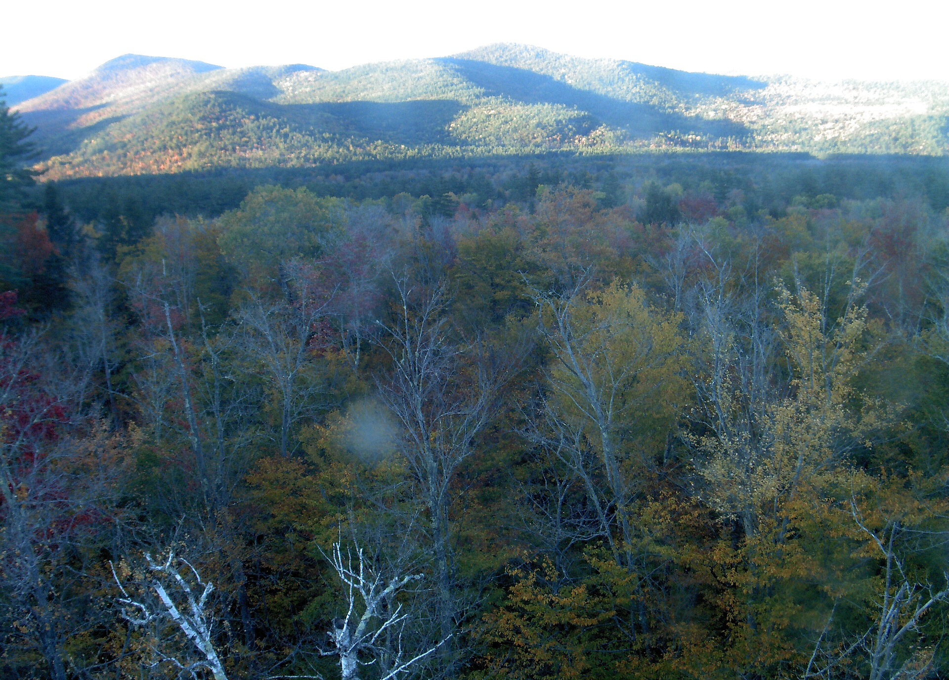 A wooded ridge rises beyond the close canopy at Bartlett Experimental Forest.