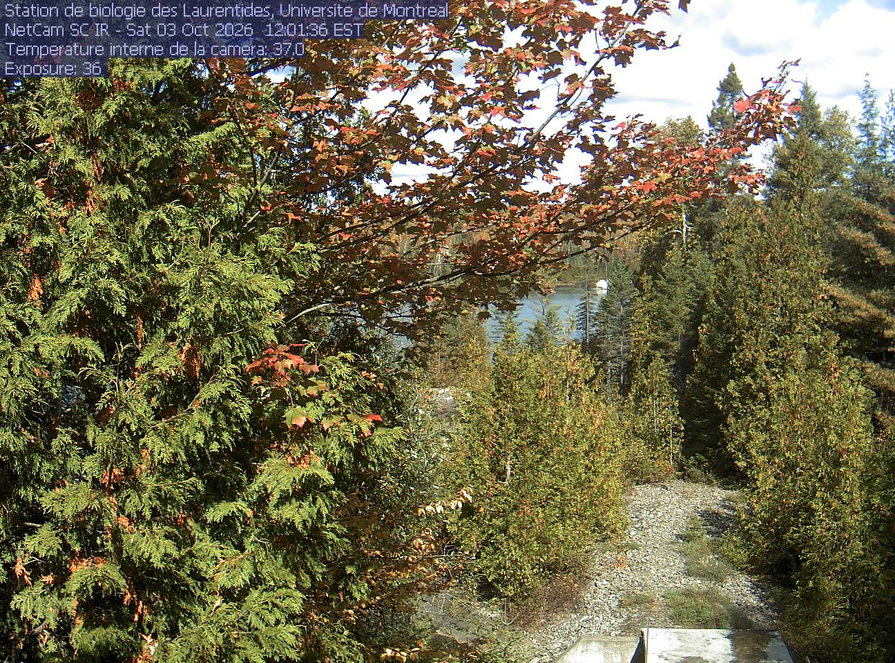 A broadleaf branch overhangs the top of the view between tall conifers, with a lake and its far shore beyond. Gravel and the corner of a small structure at the bottom show the research setting.