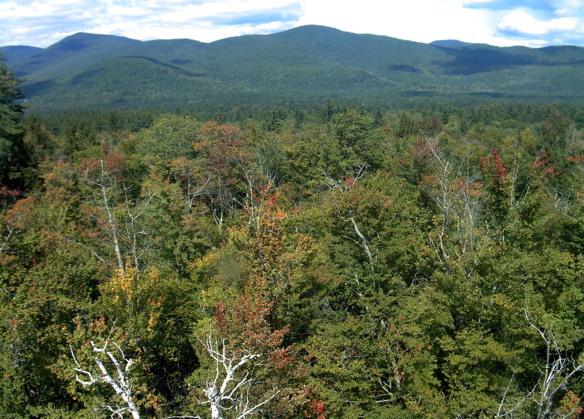 A wooded ridge rises beyond the close canopy at Bartlett Experimental Forest.