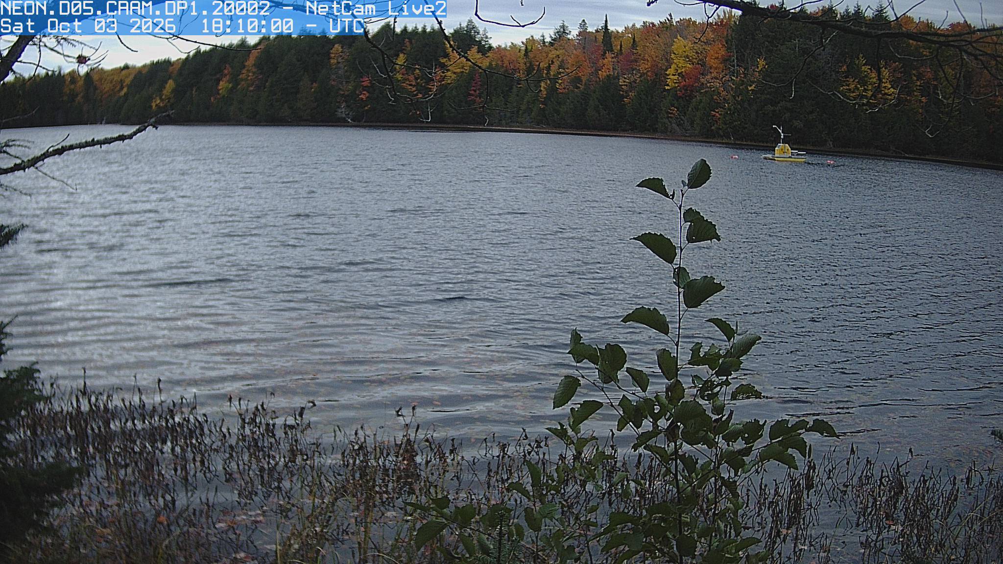 Open lake water faces a wooded shore with distinct yellow, red and orange trees between evergreens. Foreground branches frame the view and a small research buoy floats off the far bank.