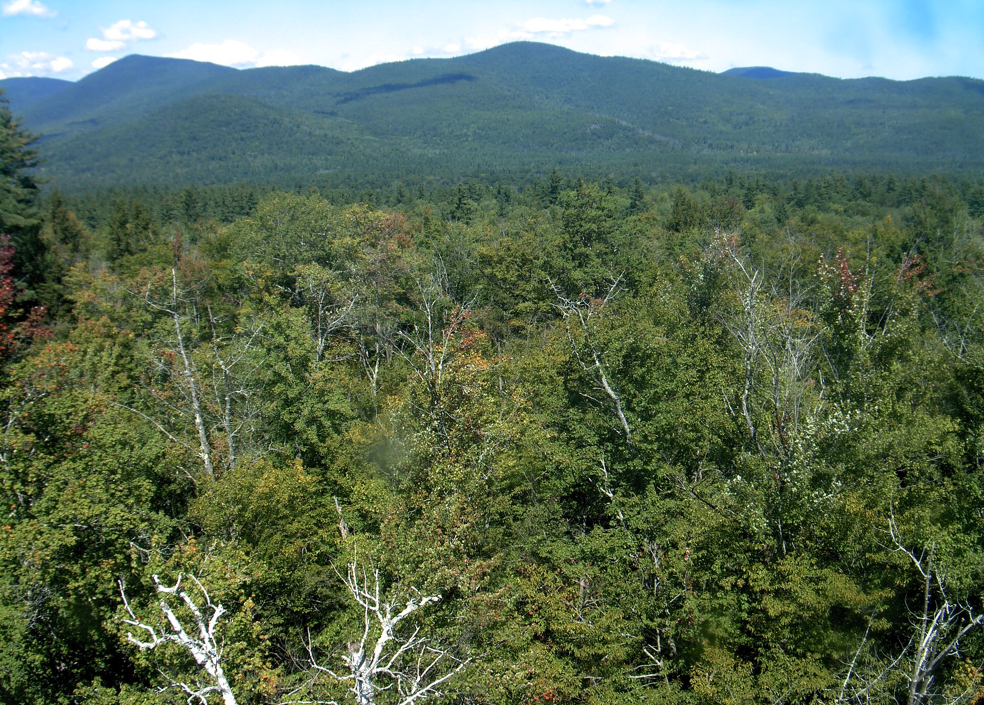 A wooded ridge rises beyond the close canopy at Bartlett Experimental Forest.