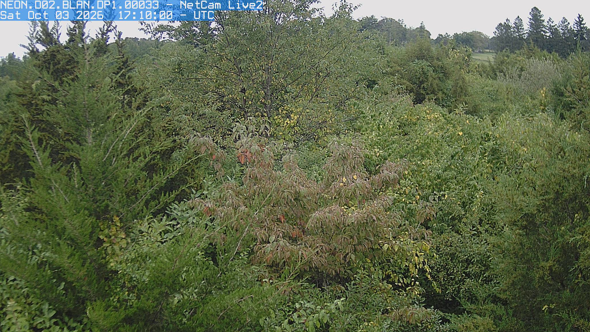 A dense patchwork of nearby green crowns, a bronze foreground crown and scattered yellow leaves fills the frame. Dark conifers stand behind the deciduous trees.