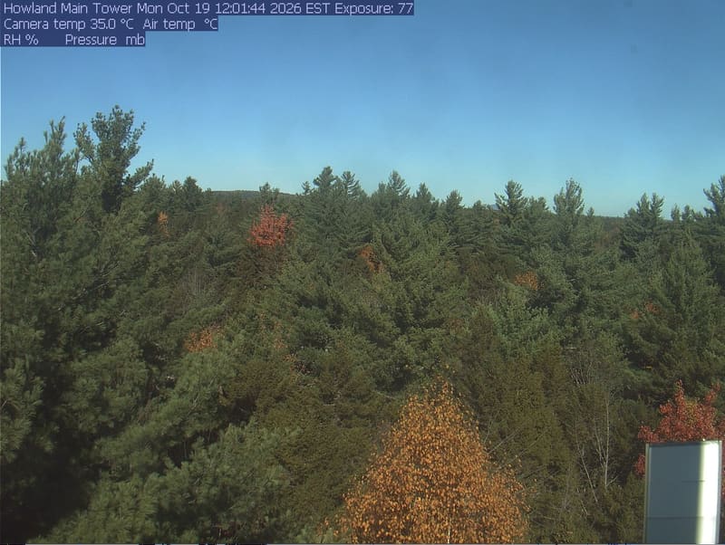 A broad treetop scene with evergreen crowns and scattered red, orange and yellow broadleaf crowns.